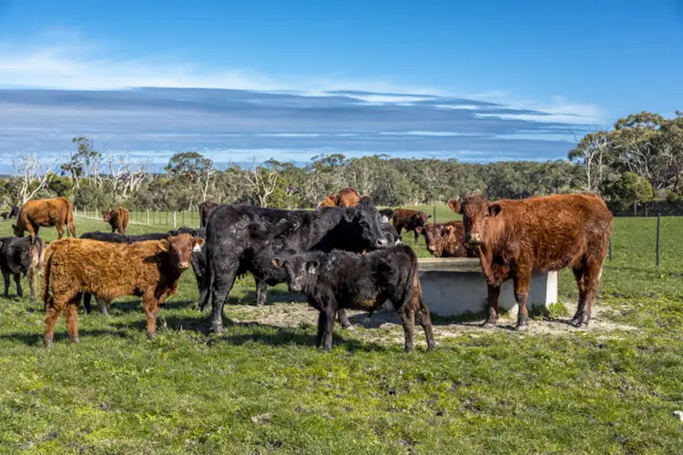 Second view of Homely rural property listing, 105 STAMP ROAD, Buffalo VIC 3958