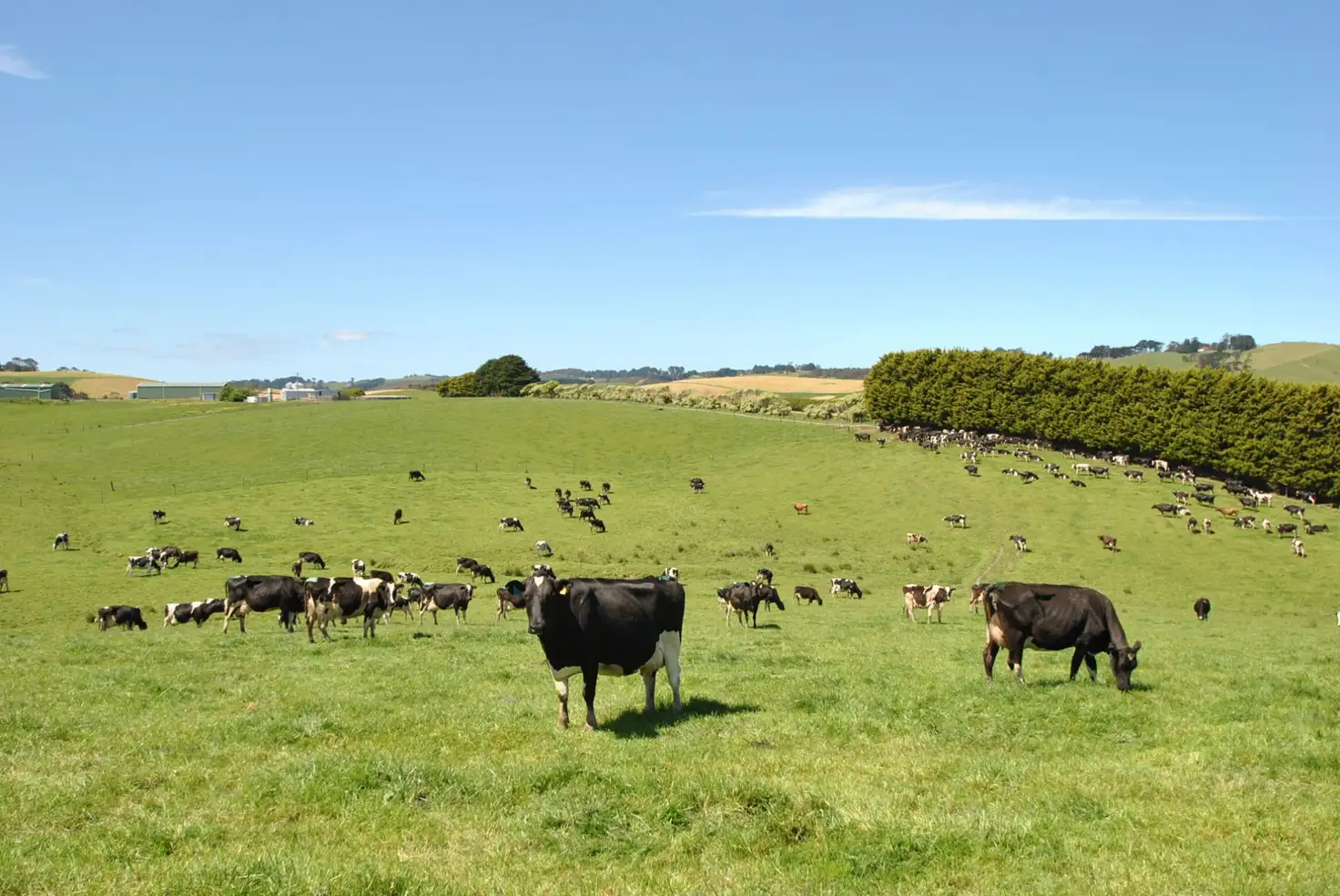 Main view of Homely rural property listing, 385 FALLS ROAD, Fish Creek VIC 3959