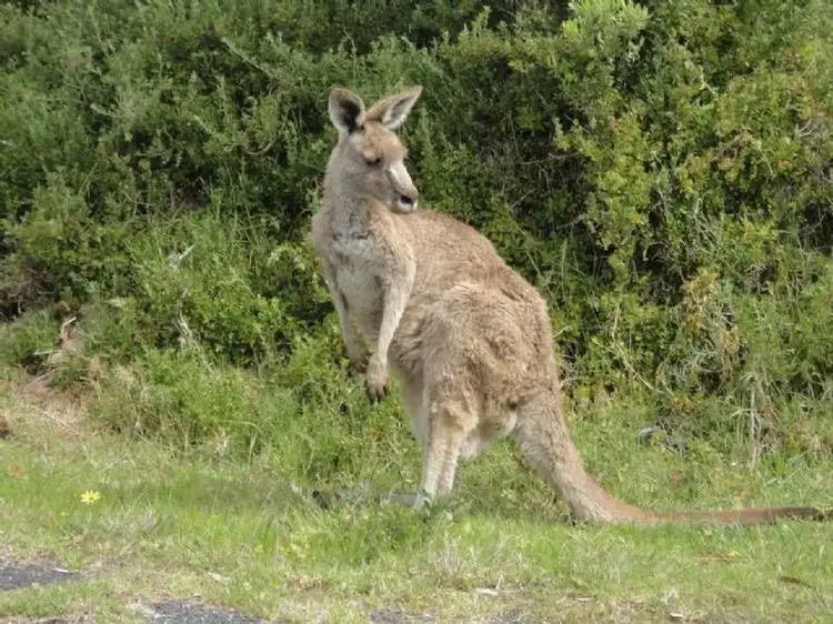 Fourth view of Homely land listing, 13 Landscape Drive, Venus Bay VIC 3956