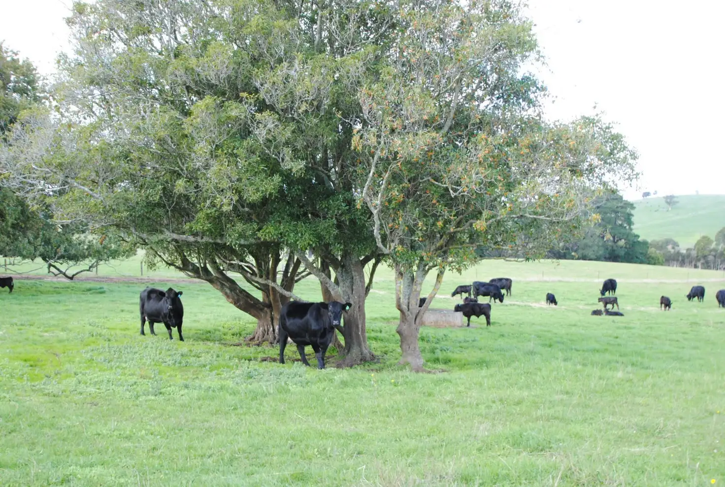 Main view of Homely rural property listing, 46 STUBBERS LANE, Mirboo North VIC 3871