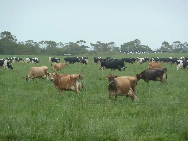 Main view of Homely rural property listing, 267 Jones Lane, Tarraville VIC 3971