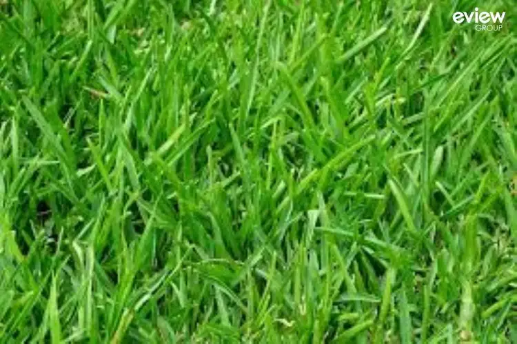 10 Everard Avenue, Clyde North VIC 3978