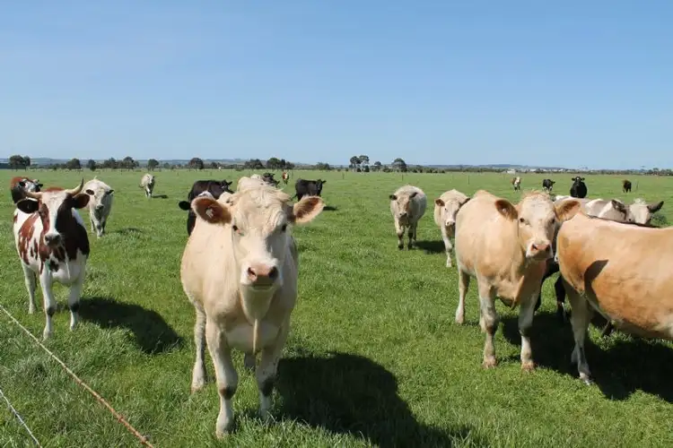 Third view of Homely rural property listing, 1380 Koo Wee Rup-Longwarry Road, Catani VIC 3981