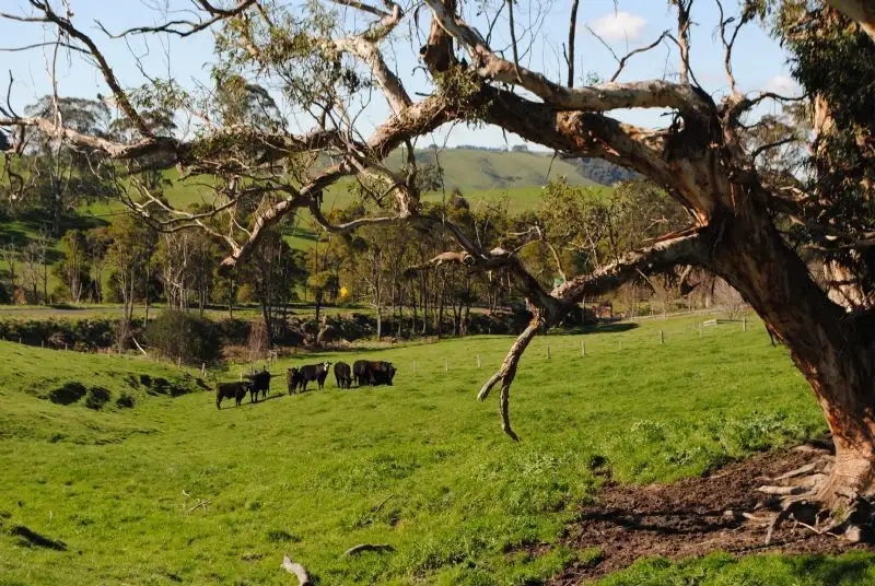 Main view of Homely rural property listing, LOT 4, 80 KONGWAK RD, Kongwak VIC 3951