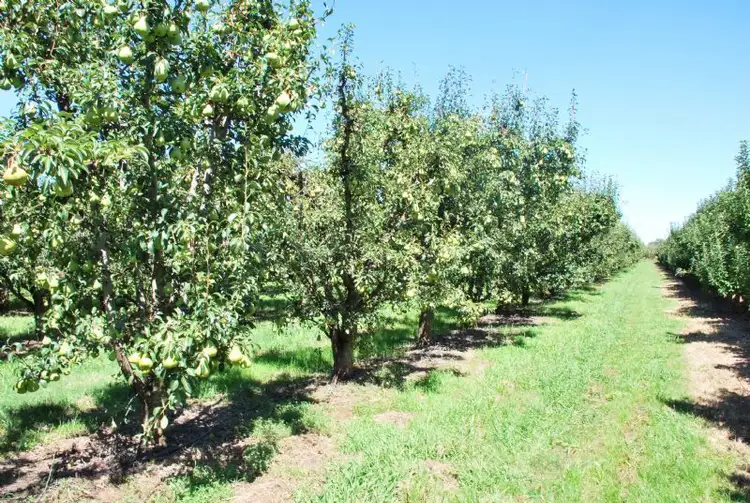 Fifth view of Homely rural property listing, 160 Prentice Road, Shepparton East VIC 3631