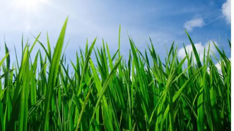 142 Tom Roberts Parade, Point Cook VIC 3030