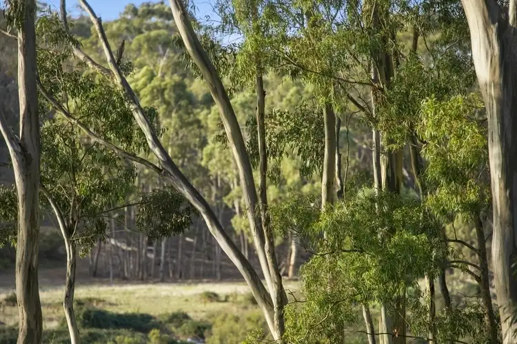 Third view of Homely house listing, 28 Mopoke Gully Road, Yapeen VIC 3451