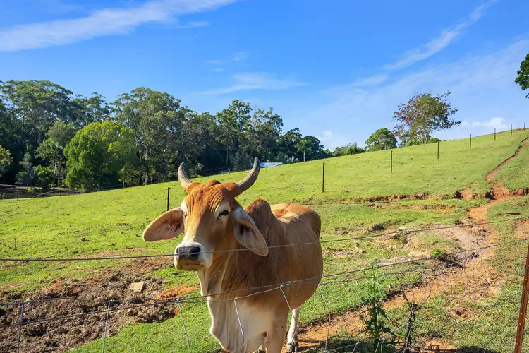 Seventh view of Homely land listing, 204 Coes Creek Road, Coes Creek QLD 4560