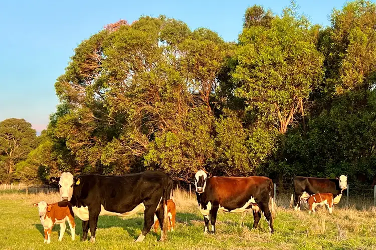 Sixth view of Homely rural property listing, - Timboon-Curdievale Road, Curdievale VIC 3268