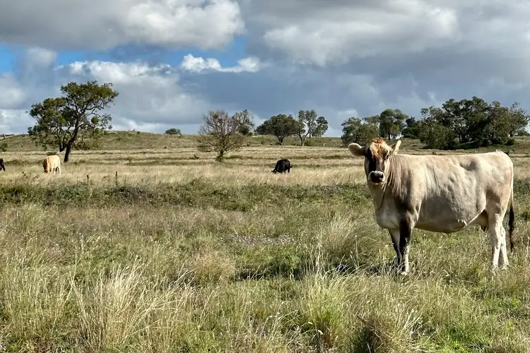 Fourth view of Homely rural property listing, Lot 206 Eastons Road, Allora QLD 4362