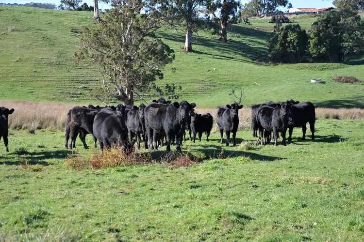 Second view of Homely rural property listing, 218 Mount Eccles Road, Mount Eccles VIC 3953