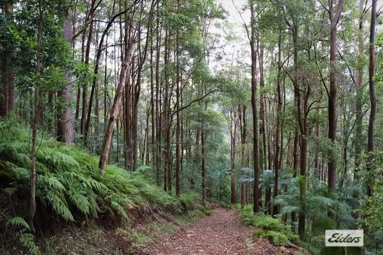 Main view of Homely rural property listing, Lot 1 Pine Log Road, Doon Doon NSW 2484
