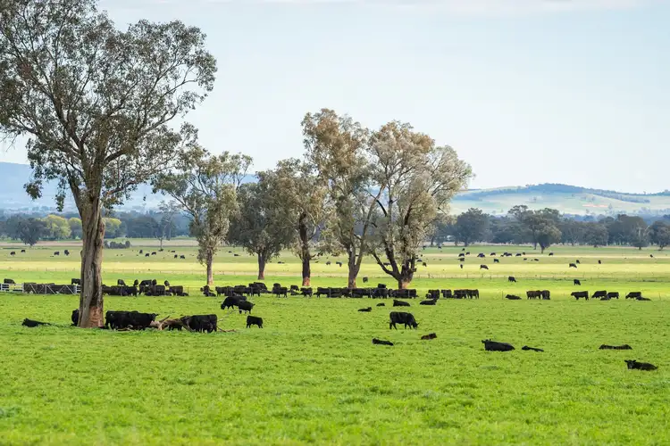 Second view of Homely rural property listing, STONEHAVEN | 269 Stonehaven Road, Holbrook NSW 2644