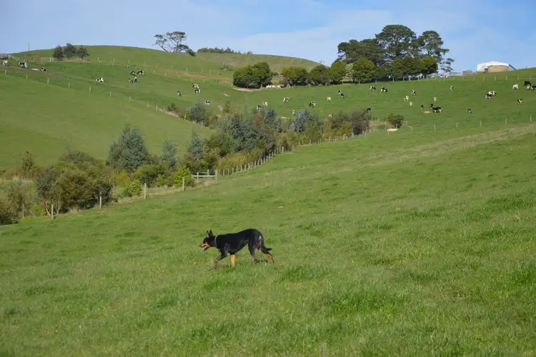 Third view of Homely rural property listing, 55 Michie Road, Krowera VIC 3945