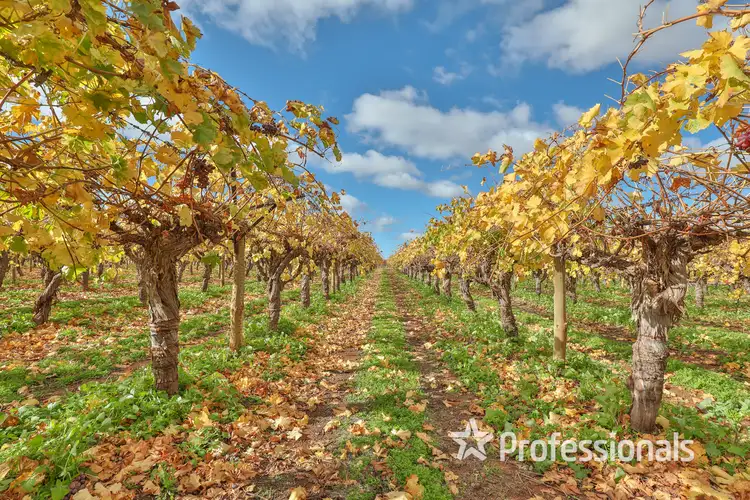 Second view of Homely rural property listing, 110 Sanananda Road, Robinvale VIC 3549