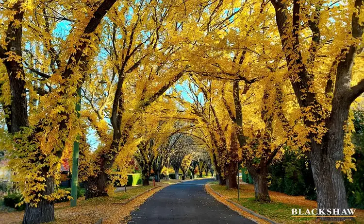 Third view of Homely house listing, 6 Grant Crescent, Griffith ACT 2603