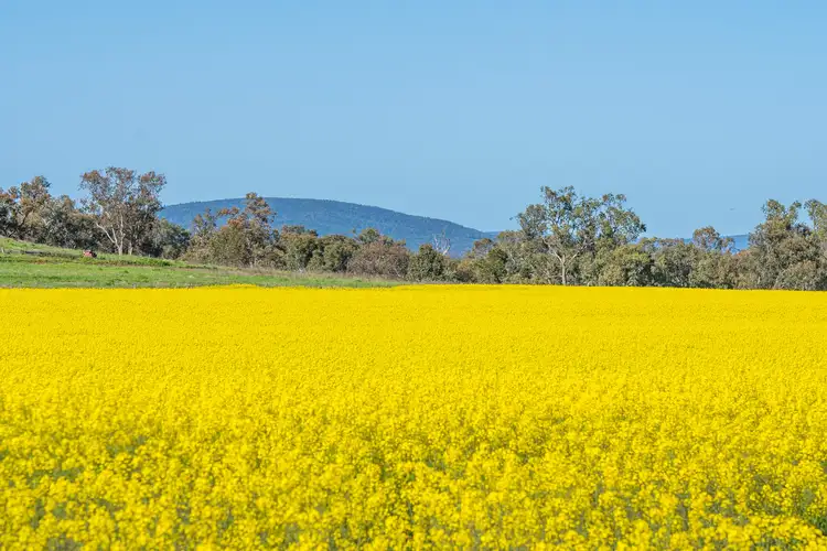 160-162 Cultowa Road, Canowindra NSW 2804