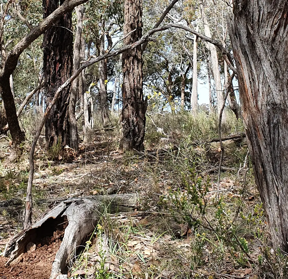 Main view of Homely rural property listing, Dalyenong Road, Stuart Mill VIC 3477