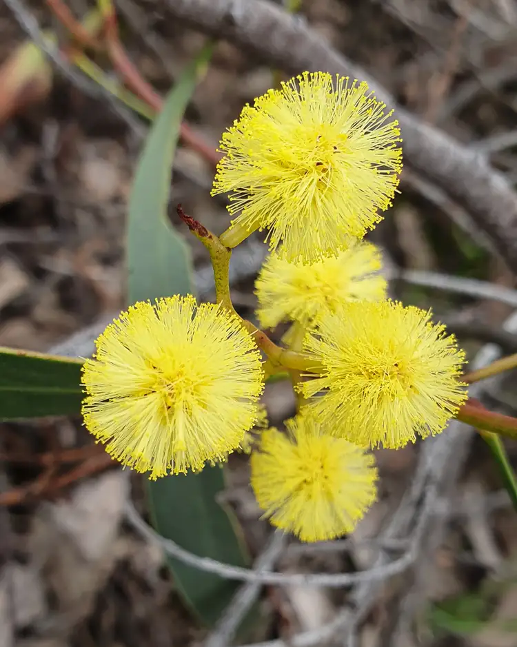 Third view of Homely rural property listing, Dalyenong Road, Stuart Mill VIC 3477