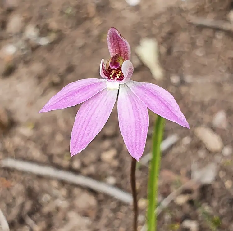 Fourth view of Homely rural property listing, Dalyenong Road, Stuart Mill VIC 3477