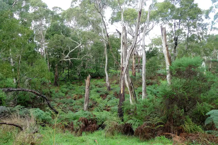 Fifth view of Homely rural property listing, 456 Scoullers Road, Carpendeit VIC 3260