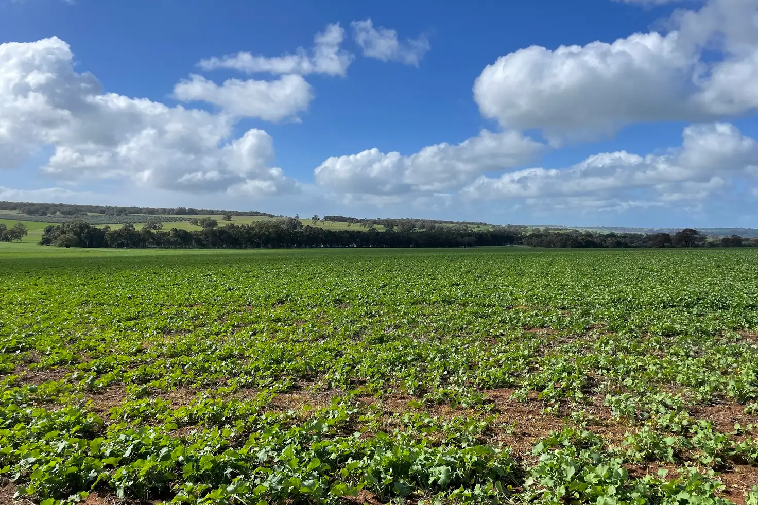 Main view of Homely rural property listing, LOT 27 Badgingarra Road, Dandaragan WA 6507