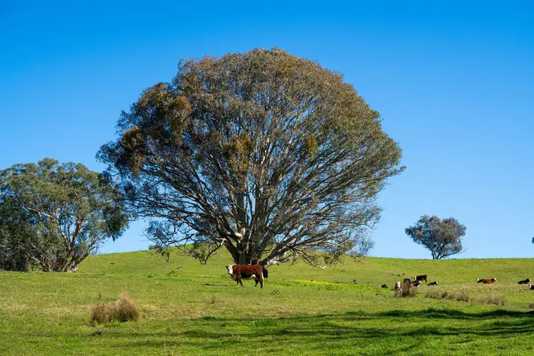 Sixth view of Homely rural property listing, Kiewa East Road, Tangambalanga VIC 3691