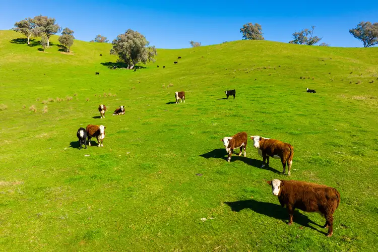 Seventh view of Homely rural property listing, Kiewa East Road, Tangambalanga VIC 3691