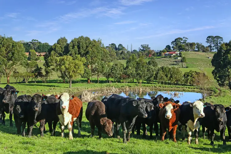 Fifth view of Homely rural property listing, 118 Kelly & Mosses Road, Korumburra VIC 3950