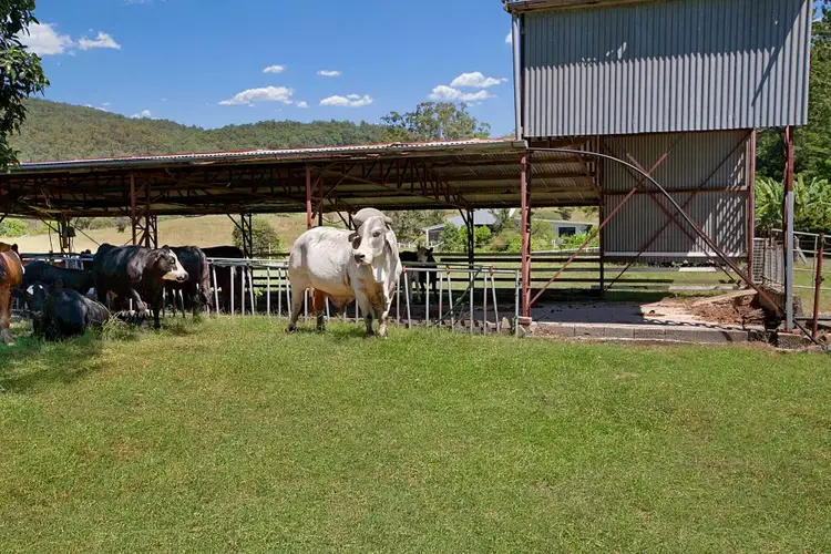 Fourth view of Homely house listing, 10 Kirk Road, Cedar Creek QLD 4520