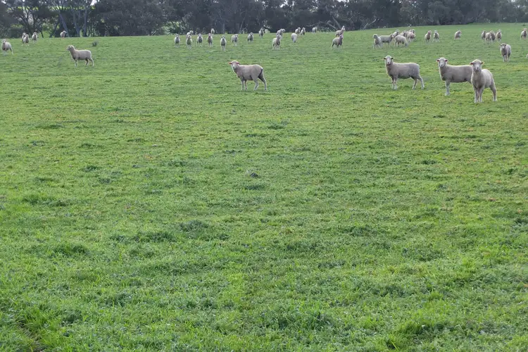 Third view of Homely rural property listing, 105a Wareek Road, Wareek VIC 3465