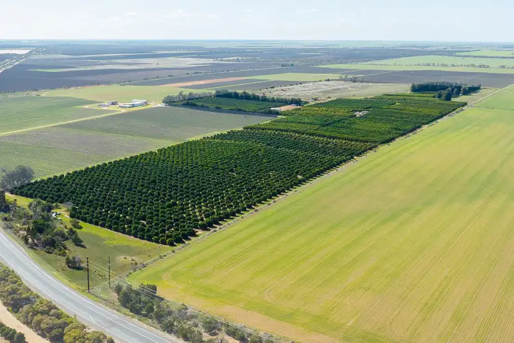 Main view of Homely rural property listing, 1167 Bookpurnong Road, Loxton SA 5333