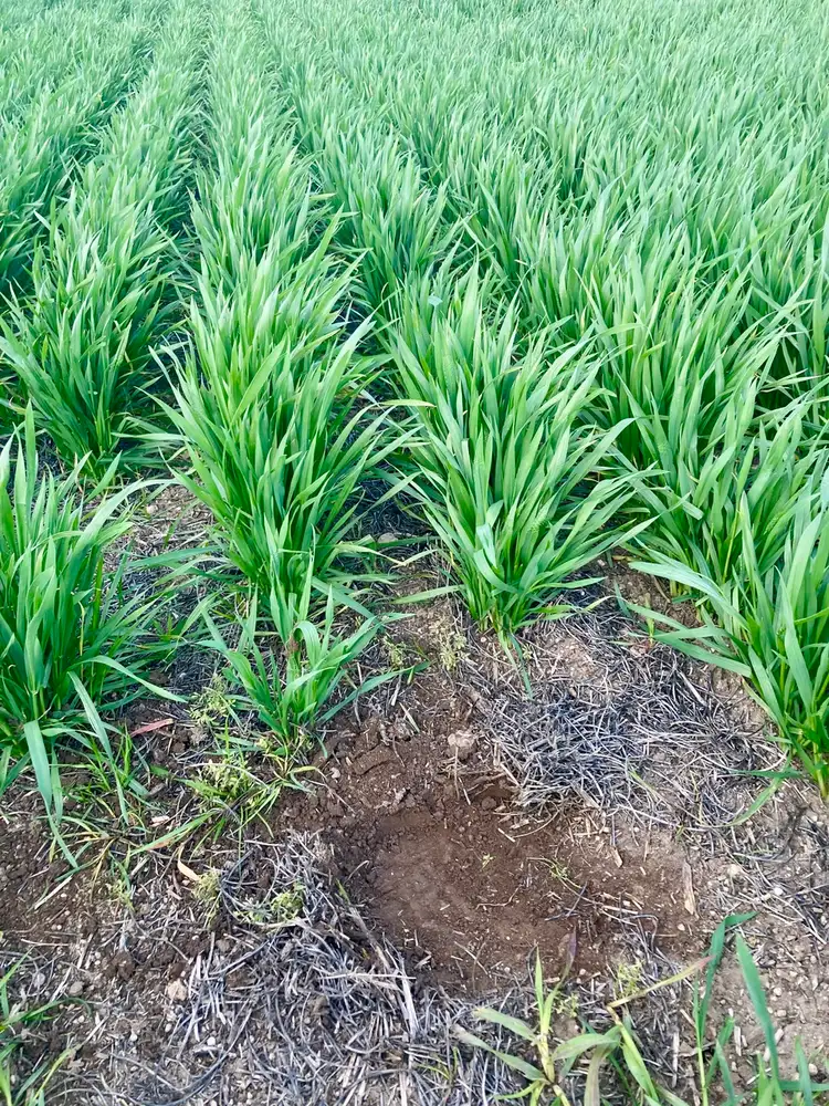 Sixth view of Homely rural property listing, Address available on request