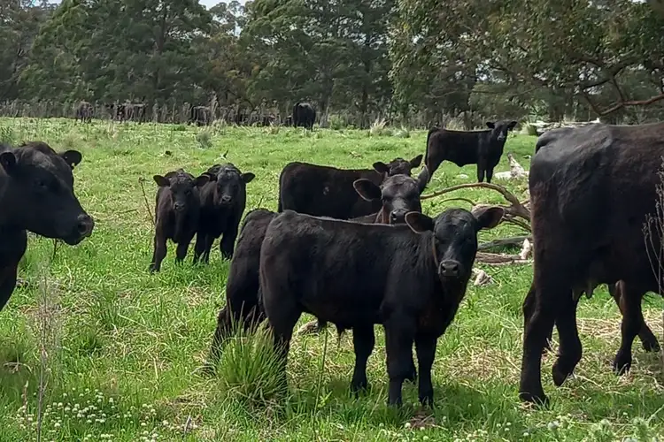 Second view of Homely rural property listing, 51 Bald Hills Road, Hernani NSW 2453