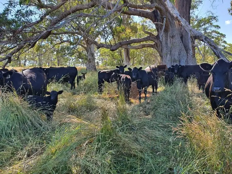 Sixth view of Homely rural property listing, 51 Bald Hills Road, Hernani NSW 2453