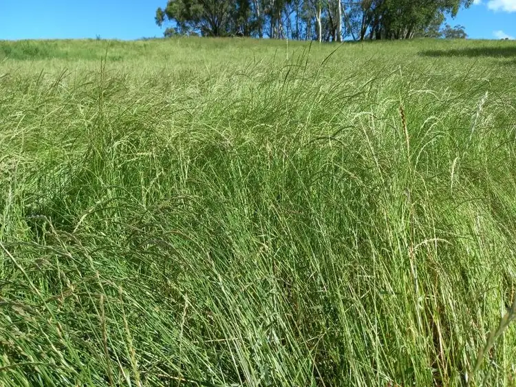Seventh view of Homely rural property listing, 51 Bald Hills Road, Hernani NSW 2453