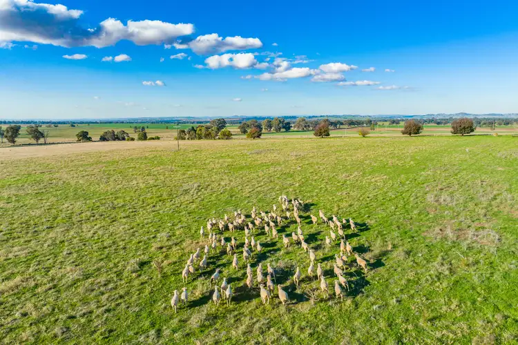 Third view of Homely rural property listing, 1091 Morongla Road, Wattamondara NSW 2794