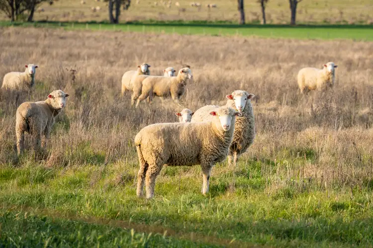 Fourth view of Homely rural property listing, 1091 Morongla Road, Wattamondara NSW 2794