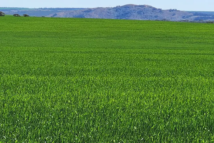 Fourth view of Homely rural property listing, 4 King Rocks Road West, Hyden WA 6359