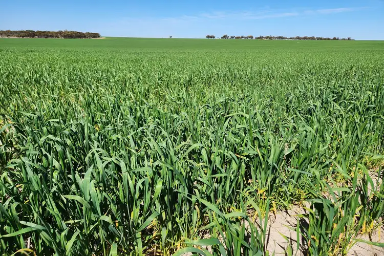Sixth view of Homely rural property listing, 4 King Rocks Road West, Hyden WA 6359
