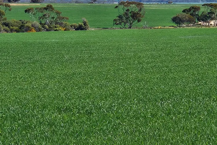 Seventh view of Homely rural property listing, 4 King Rocks Road West, Hyden WA 6359