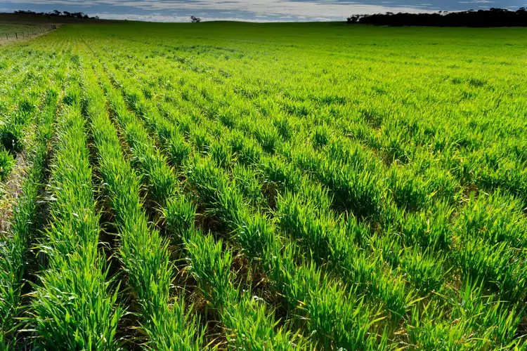 Third view of Homely rural property listing, Mellor Road, Lock SA 5633