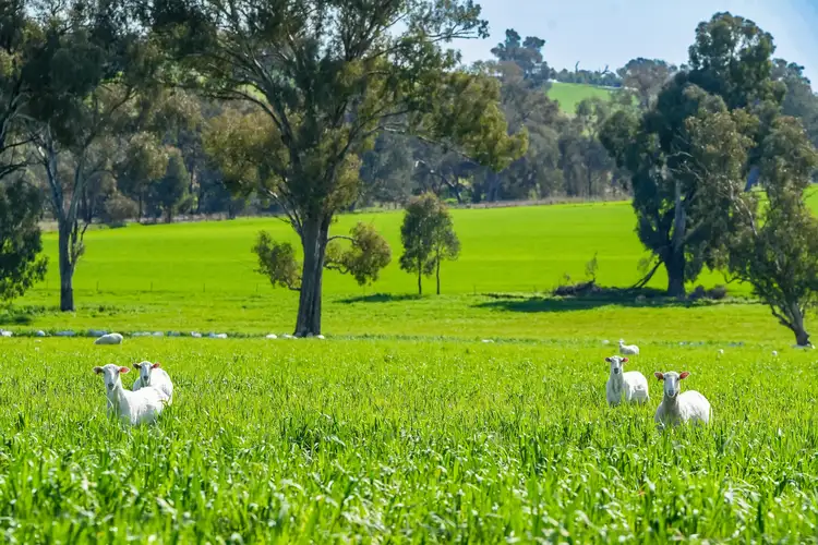 Fifth view of Homely rural property listing, DUNOON – Holbrook, Culcairn NSW 2660