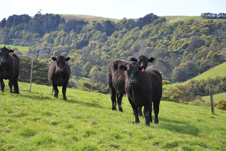 Third view of Homely rural property listing, 375 Devils Pinch Road, Toora VIC 3962