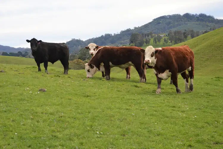 Sixth view of Homely rural property listing, 375 Devils Pinch Road, Toora VIC 3962