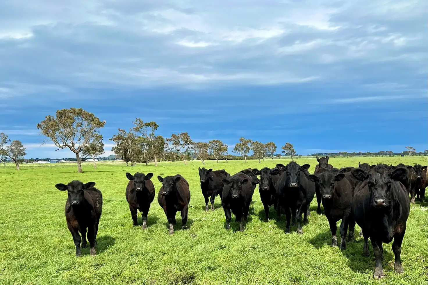 Main view of Homely rural property listing, Castle Carey Road, Kolora VIC 3265