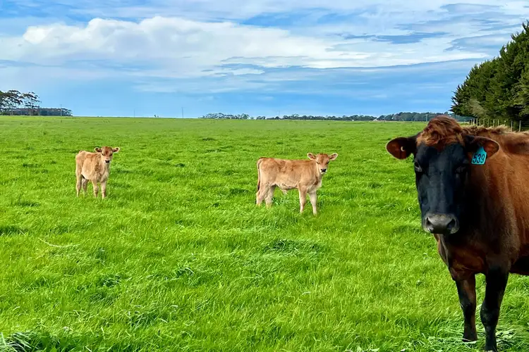 Second view of Homely rural property listing, Castle Carey Road, Kolora VIC 3265