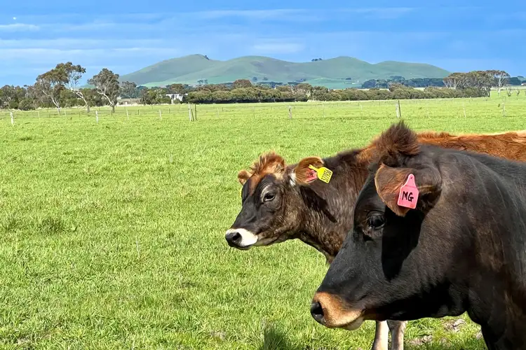 Fourth view of Homely rural property listing, Castle Carey Road, Kolora VIC 3265