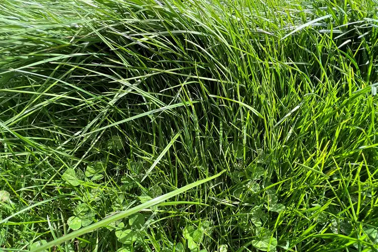 Sixth view of Homely rural property listing, Castle Carey Road, Kolora VIC 3265