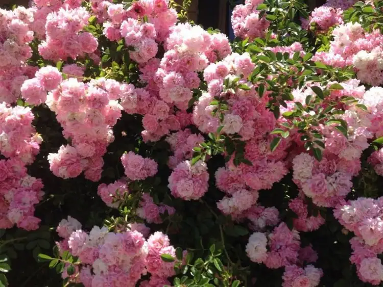 Second view of Homely house listing, 44 Barkly Street, Dunolly VIC 3472